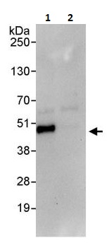 Immunoprecipitation - Anti-JunB antibody (AB264302), expandable thumbnail