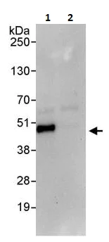 Immunoprecipitation - Anti-JunB antibody (AB264302)
