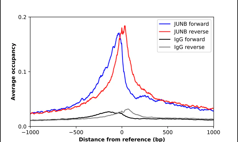 ChIP - Anti-JUNB Antibody (AB327194)