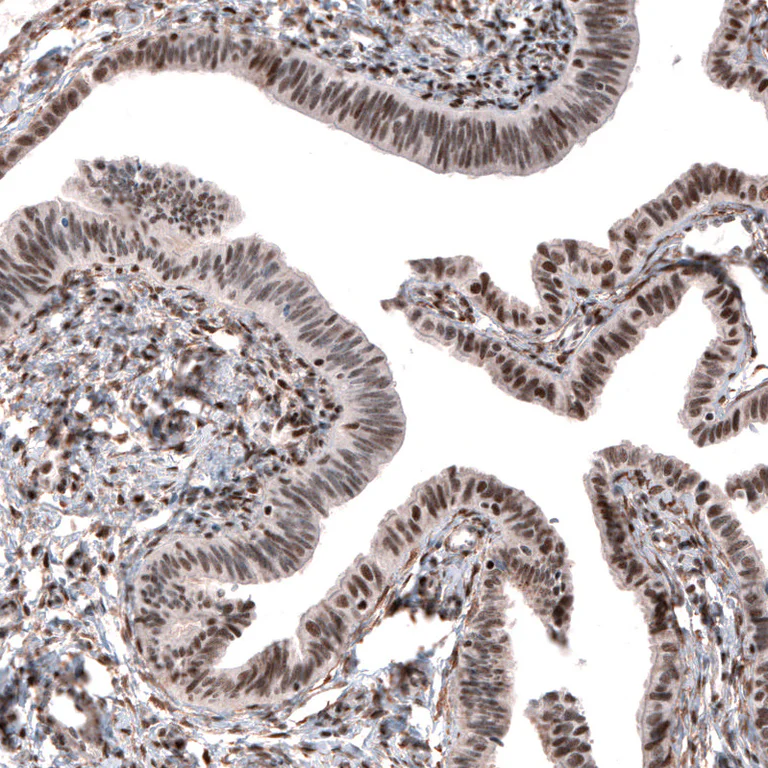 Immunohistochemistry (Formalin/PFA-fixed paraffin-embedded sections) - Anti-JUNB Antibody (AB327194)