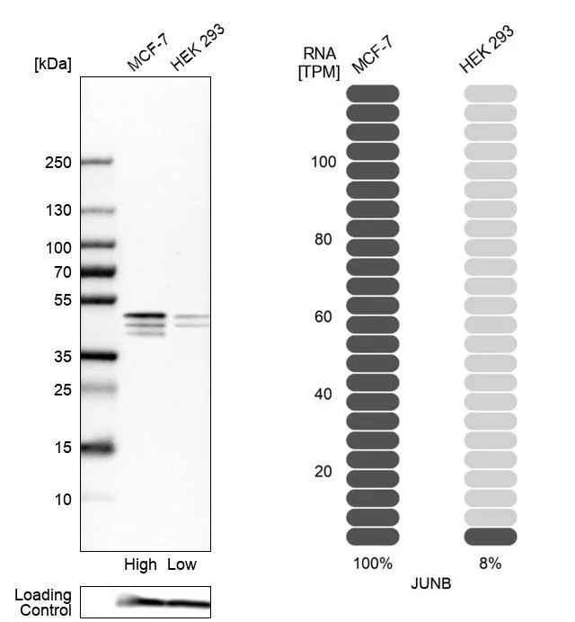 Western blot - Anti-JUNB Antibody (AB327194)