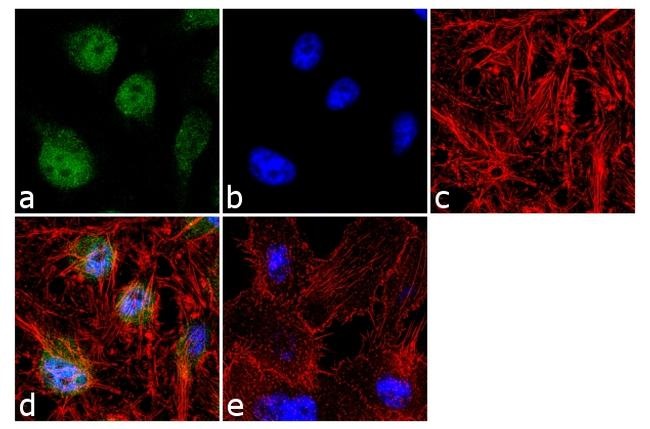 Immunocytochemistry/ Immunofluorescence - Anti-JunB antibody (AB3525), expandable thumbnail