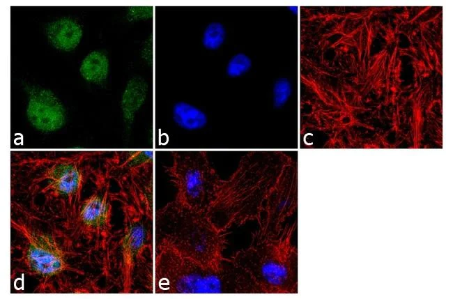 Immunocytochemistry/ Immunofluorescence - Anti-JunB antibody (AB3525)
