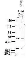 Western blot - Anti-JunB antibody (AB3525)