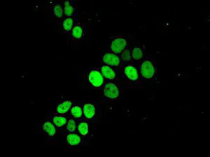 Immunocytochemistry/ Immunofluorescence - Anti-JunB antibody [EPR6518] (AB128878)
