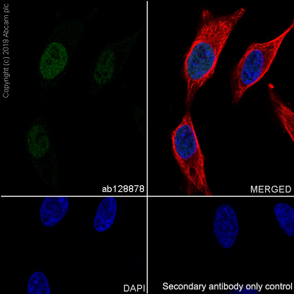 Immunocytochemistry/ Immunofluorescence - Anti-JunB antibody [EPR6518] (AB128878)