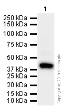 Western blot - Anti-JunB antibody [EPR6518] (AB128878)