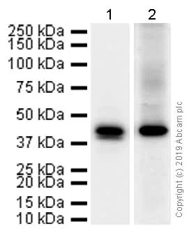 Western blot - Anti-JunB antibody [EPR6518] (AB128878)