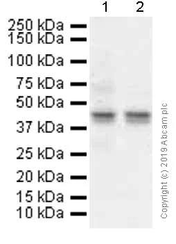 Western blot - Anti-JunB antibody [EPR6518] (AB128878)