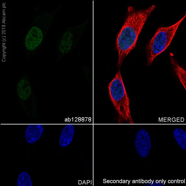 Immunocytochemistry/ Immunofluorescence - Anti-JunB antibody [EPR6518] - BSA and Azide free (AB232033)