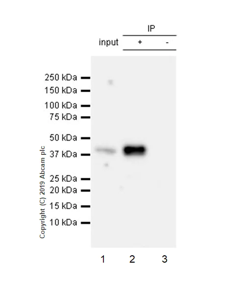 Immunoprecipitation - Anti-JunB antibody [EPR6518] - BSA and Azide free (AB232033)