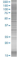 SDS-PAGE - JunB overexpression 293T lysate (whole cell) (AB94280)