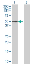 Western blot - JunB overexpression 293T lysate (whole cell) (AB94280)