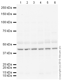 Western blot - Anti-Junctional Adhesion Molecule 1/JAM-A antibody (AB125886), expandable thumbnail