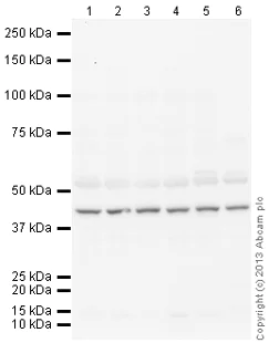 Western blot - Anti-Junctional Adhesion Molecule 1/JAM-A antibody (AB125886)