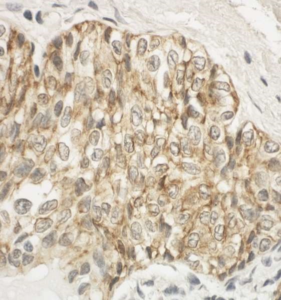 Immunohistochemistry (Formalin/PFA-fixed paraffin-embedded sections) - Anti-Junctional Adhesion Molecule 1/JAM-A antibody (AB240742)