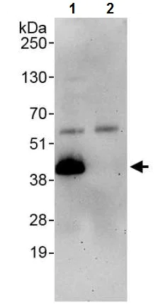 Immunoprecipitation - Anti-Junctional Adhesion Molecule 1/JAM-A antibody (AB240742)