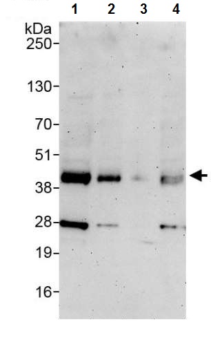 Western blot - Anti-Junctional Adhesion Molecule 1/JAM-A antibody (AB240742)
