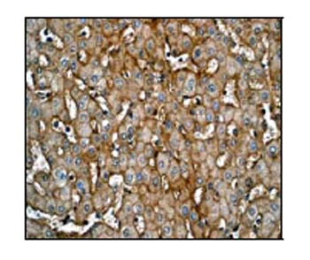 Immunohistochemistry (Formalin/PFA-fixed paraffin-embedded sections) - Anti-Junctional Adhesion Molecule 1/JAM-A antibody [EP1042Y] (AB52647)