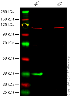 Western blot - Anti-Junctional Adhesion Molecule 1/JAM-A antibody [EP1042Y] (AB52647)