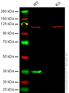 Western blot - Anti-Junctional Adhesion Molecule 1/JAM-A antibody [EP1042Y] (AB52647)