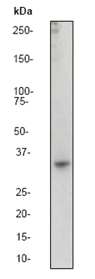 Western blot - Anti-Junctional Adhesion Molecule 1/JAM-A antibody [EP1042Y] (AB52647)