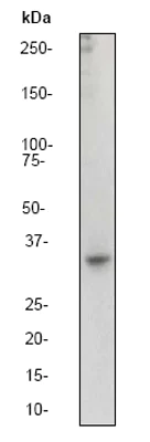 Western blot - Anti-Junctional Adhesion Molecule 1/JAM-A antibody [EP1042Y] (AB52647)