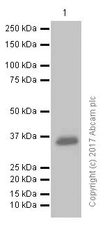 Western blot - Anti-Junctional Adhesion Molecule 1/JAM-A antibody [EP1042Y] (AB52647)
