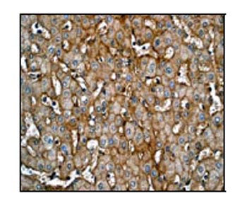 Immunohistochemistry (Formalin/PFA-fixed paraffin-embedded sections) - Anti-Junctional Adhesion Molecule 1/JAM-A antibody [EP1042Y] - BSA and Azide free (AB232338)