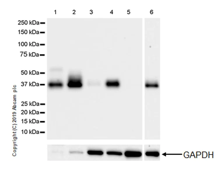 Western blot - Anti-Junctional Adhesion Molecule 1/JAM-A antibody [EPR23244-12] (AB269948)