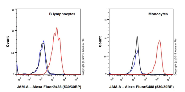 Flow Cytometry - Anti-Junctional Adhesion Molecule 1/JAM-A antibody [EPR23244-12] - BSA and Azide free (AB269950)