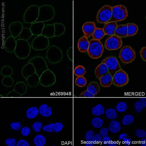 Immunocytochemistry/ Immunofluorescence - Anti-Junctional Adhesion Molecule 1/JAM-A antibody [EPR23244-12] - BSA and Azide free (AB269950)