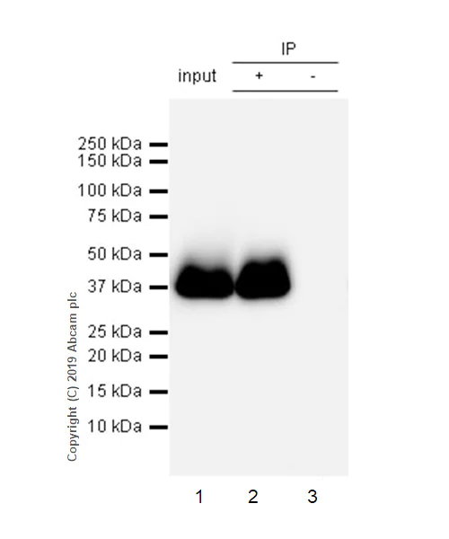 Immunoprecipitation - Anti-Junctional Adhesion Molecule 1/JAM-A antibody [EPR23244-12] - BSA and Azide free (AB269950)