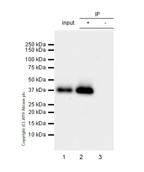 Immunoprecipitation - Anti-Junctional Adhesion Molecule 1/JAM-A antibody [EPR23244-12] - BSA and Azide free (AB269950)