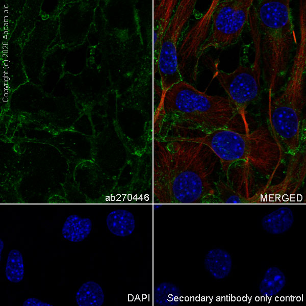 Immunocytochemistry/ Immunofluorescence - Anti-Junctional Adhesion Molecule 1/JAM-A antibody [EPR23246-275] (AB270446)