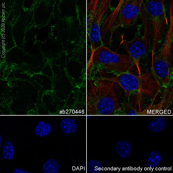 Immunocytochemistry/ Immunofluorescence - Anti-Junctional Adhesion Molecule 1/JAM-A antibody [EPR23246-275] (AB270446)