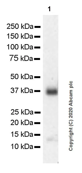 Western blot - Anti-Junctional Adhesion Molecule 1/JAM-A antibody [EPR23246-275] (AB270446)