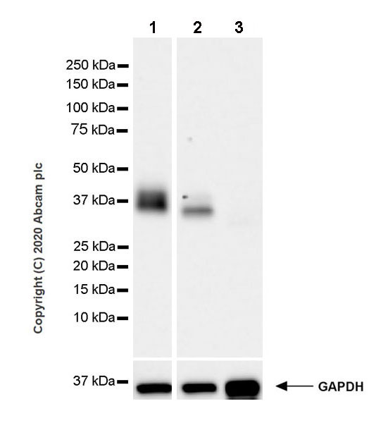 Western blot - Anti-Junctional Adhesion Molecule 1/JAM-A antibody [EPR23246-275] (AB270446)