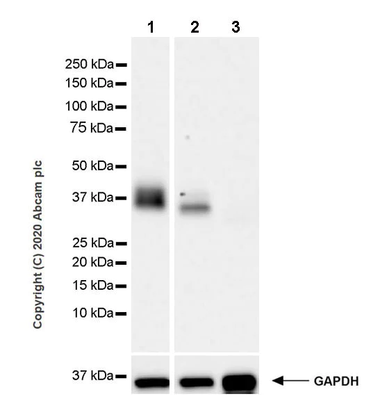 Western blot - Anti-Junctional Adhesion Molecule 1/JAM-A antibody [EPR23246-275] (AB270446)