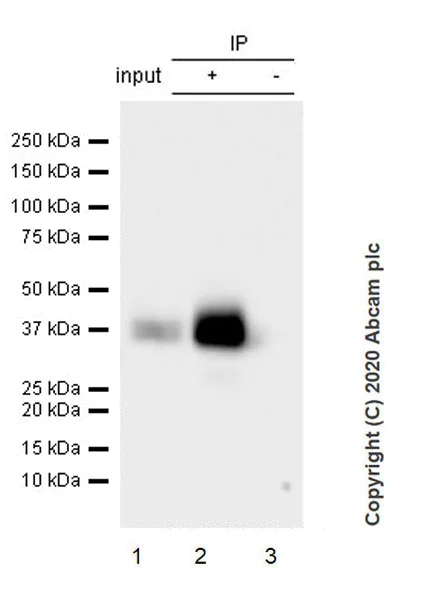 Immunoprecipitation - Anti-Junctional Adhesion Molecule 1/JAM-A antibody [EPR23246-275] - BSA and Azide free (AB272172)