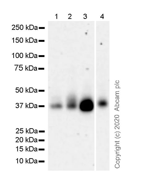 Western blot - Anti-Junctional Adhesion Molecule 1/JAM-A antibody [J10.4] (AB267407)
