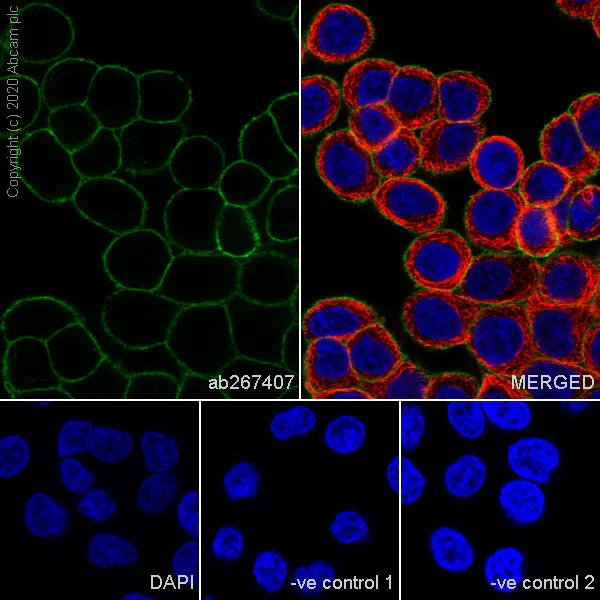 Immunocytochemistry/ Immunofluorescence - Anti-Junctional Adhesion Molecule 1/JAM-A antibody [J10.4] - BSA and Azide free (AB267408)