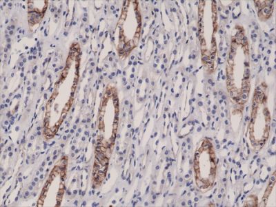 Immunohistochemistry (Formalin/PFA-fixed paraffin-embedded sections) - Anti-Junctional Adhesion Molecule 1/JAM-A antibody [RM275] - N-terminal (AB238313)
