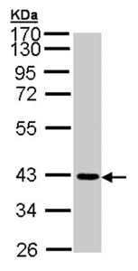 Western blot - Anti-Junctional Adhesion Molecule 2/JAM-B antibody (AB96465), expandable thumbnail