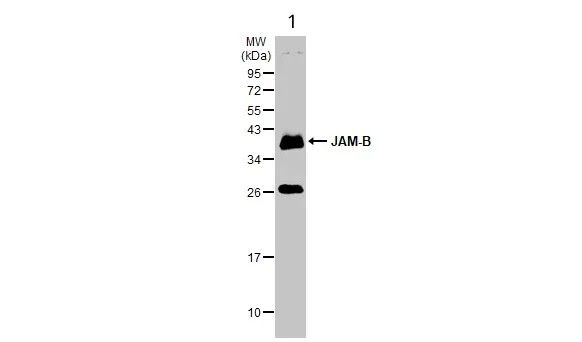 Western blot - Anti-Junctional Adhesion Molecule 2/JAM-B antibody (AB96465)