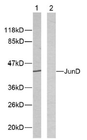 Western blot - Anti-JunD antibody (AB28837)