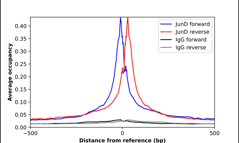 ChIP - Anti-JUND Antibody (AB327256)
