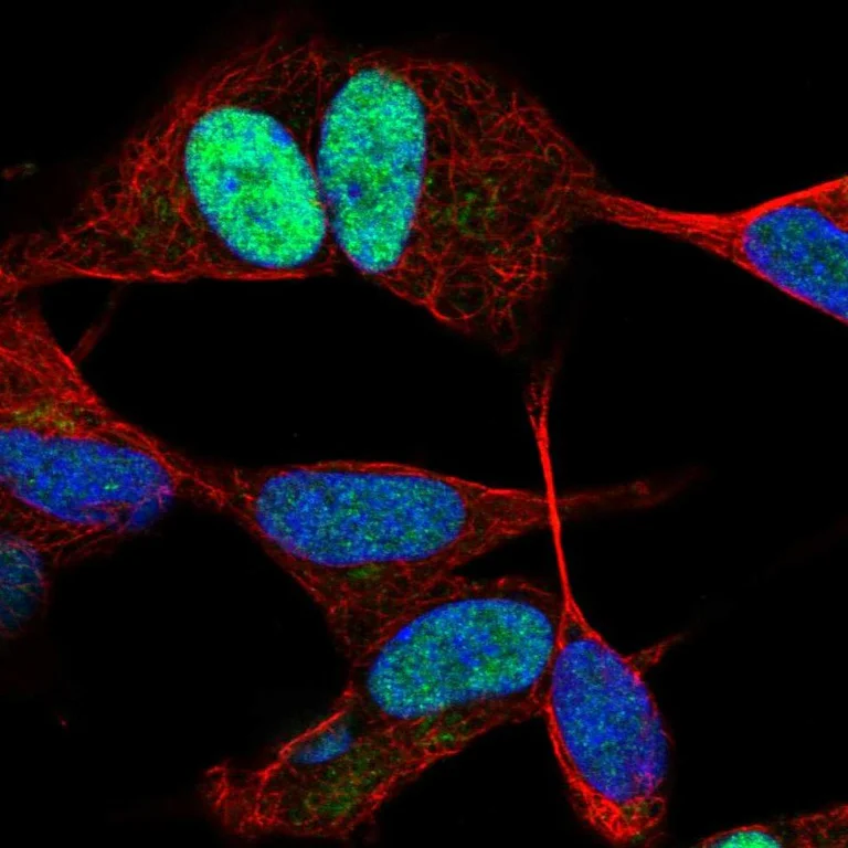 Immunocytochemistry/ Immunofluorescence - Anti-JUND Antibody (AB327256)
