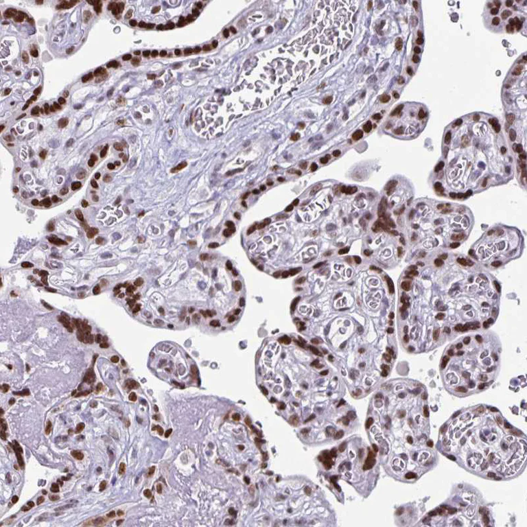 Immunohistochemistry (Formalin/PFA-fixed paraffin-embedded sections) - Anti-JUND Antibody (AB327256)