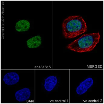Immunocytochemistry/ Immunofluorescence - Anti-JunD antibody [EPR17365] - BSA and Azide free (AB250511)